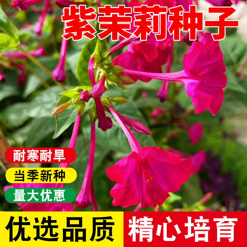 花种籽子四季紫茉莉夜来香地雷花种籽室外庭院茉莉花种孑盆栽播种