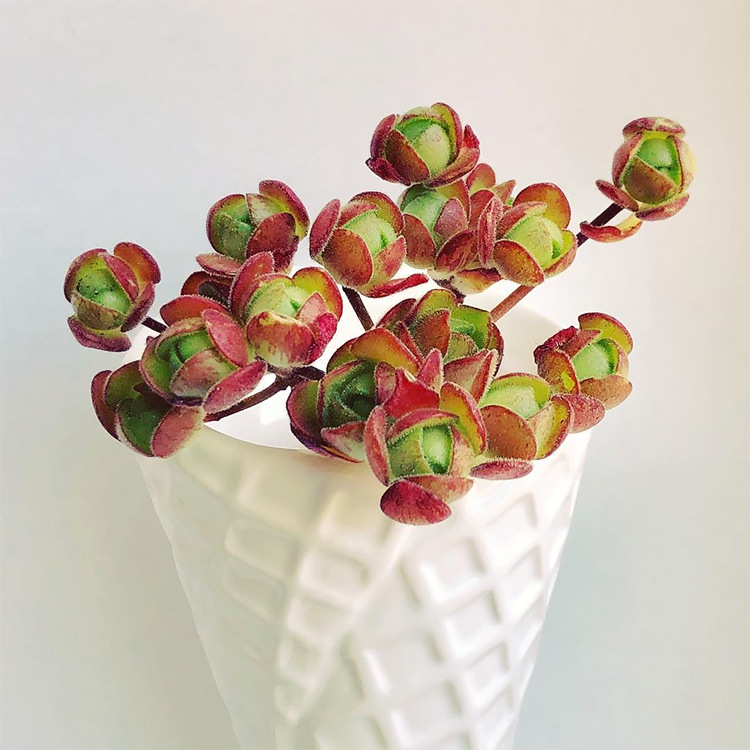 小球玫瑰多肉植物罕见稀有品种肉肉盆栽贵货小老桩莲花包邮橄榄球