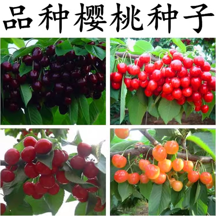 散装车厘子大樱桃种子山樱桃盆栽庭院地栽南北方种植樱桃树苗种籽