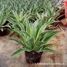 基地批发多肉植物盆栽盆景室内阳台办公室花卉绿植金边龙舌兰