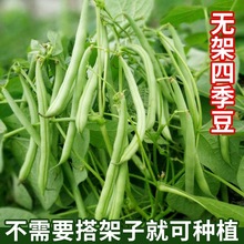 无架四季豆种子早熟高产豆角种籽蔬菜孑盆栽菜豆地豆不搭架扁豆种