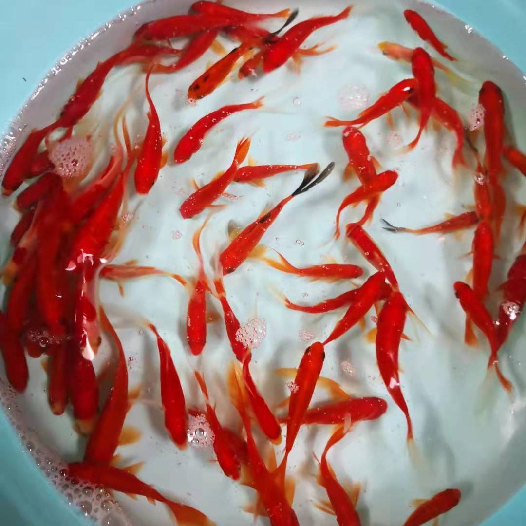 观赏长尾红白黑色五花草金锦鲫小金鱼苗好养易活体耐低氧冷淡水鱼