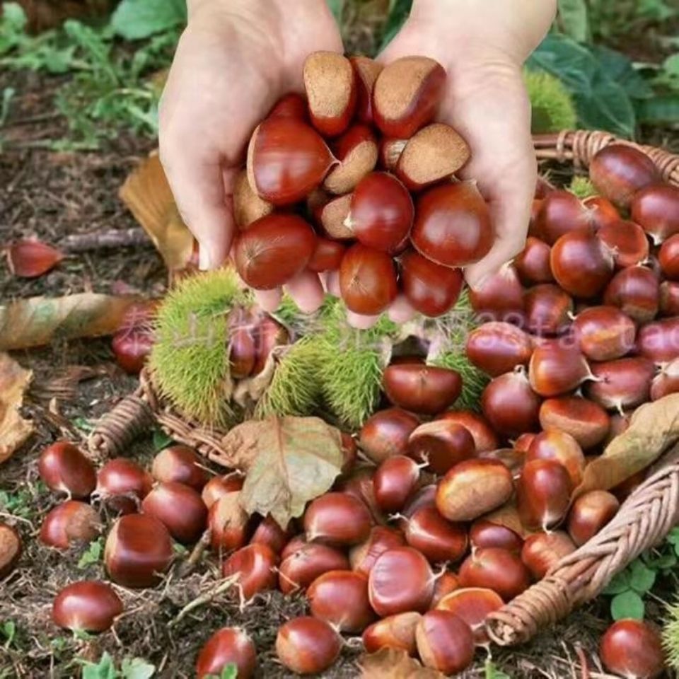 桓仁特产老品种板栗野生香甜油栗现摘现发农户自销毛栗子大板栗