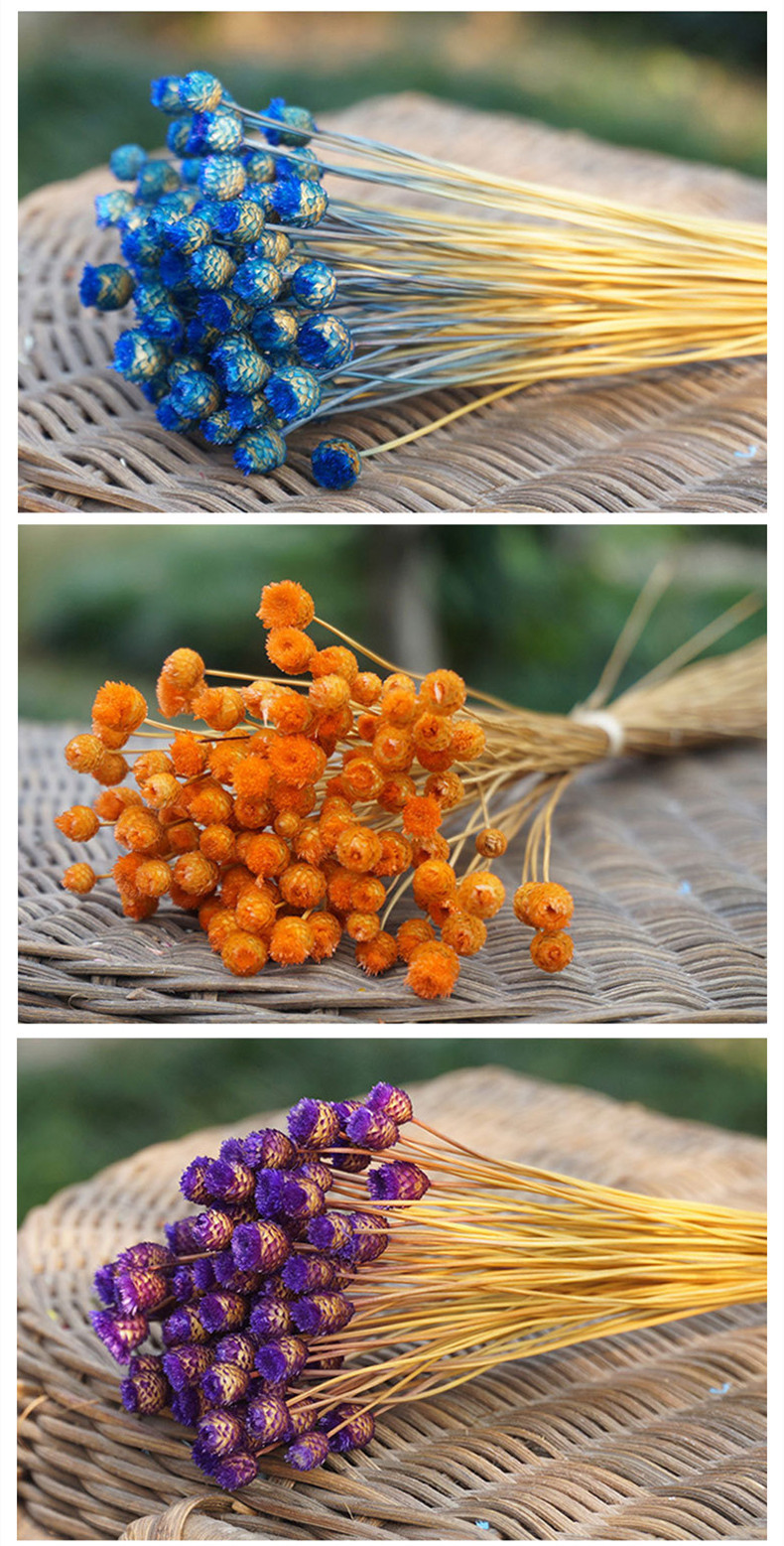 巴西干花快乐花欢乐花巴西植物小菊花 花卉 仿真 永生干花批发