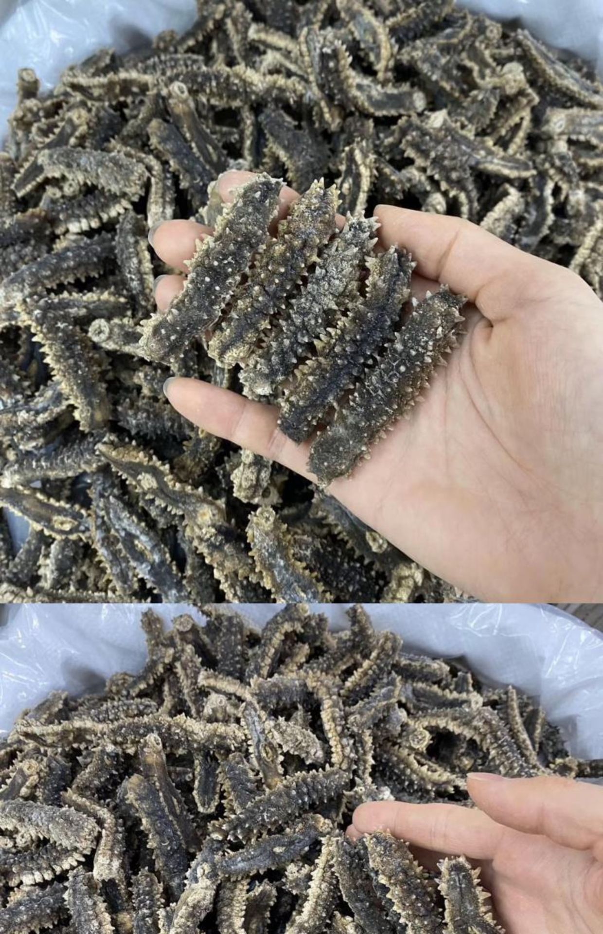 印尼刺参刺王参黑刺参纯淡干海参干货500g礼盒装送礼佳品一件代发