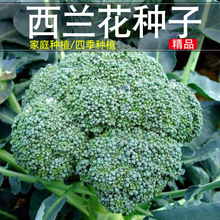 碧玉西兰花种子春秋播家庭小菜园盆栽春秋播蔬菜种孑花菜绿西蓝花