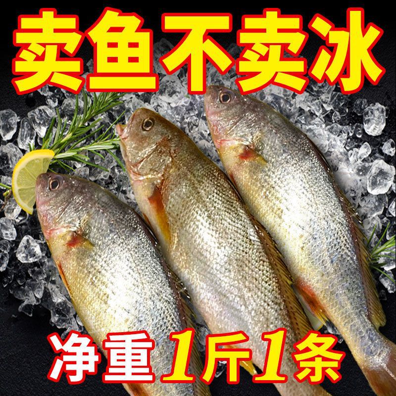 黄鱼新鲜无冰青岛海捕大海鱼冷冻捕捞深海鱼黄姑鱼大黄鱼东海跨境