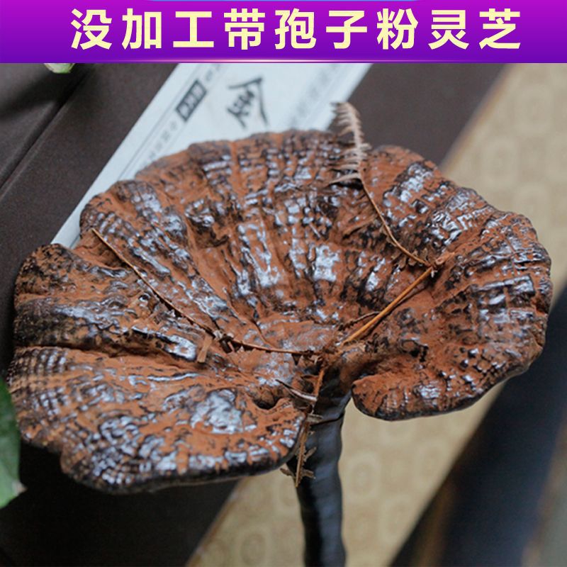 灵芝紫灵芝野生正货深山天然不苦整枝带孢子粉半野生灵芝片-阿里巴巴