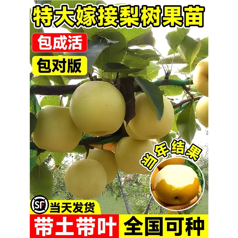 秋月梨果苗正宗嫁接树苗盐黄梨云南红梨果树苗南北方盆栽地栽种植