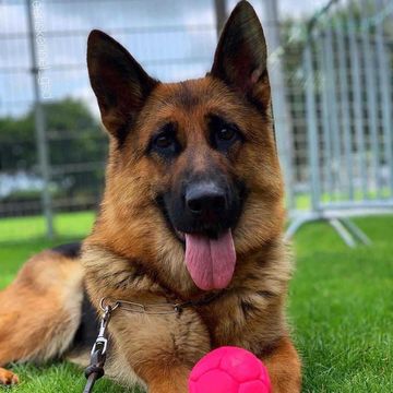 出售德国牧羊犬活体德牧幼犬活体弓背德国牧羊犬活体幼犬