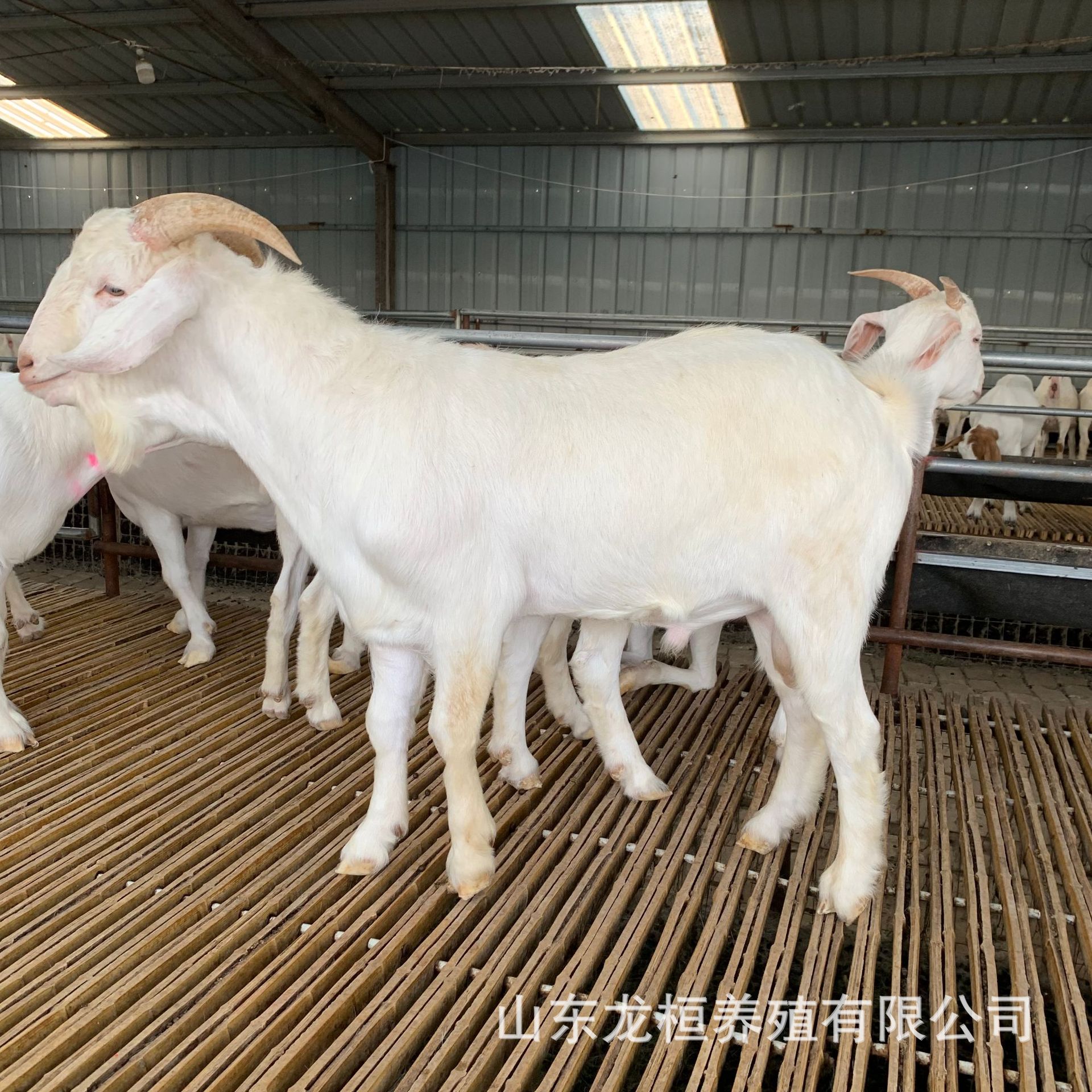 大量批发多胎高产怀孕白山羊优质种公羊活体 白山羊出售价格