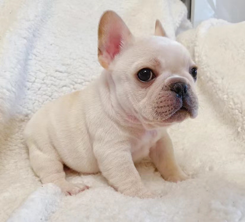 现货供应法国斗牛犬幼犬活体  奶油色黑白短毛法国斗牛犬幼犬