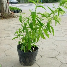 夜来香花树苗九里香驱蚊盆栽带花苞四季花卉植物庭院室内当年开花