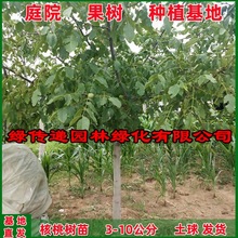 核桃树苗庭院果树果苗南北方种植山核桃苗8518地栽薄壳纸皮核桃苗