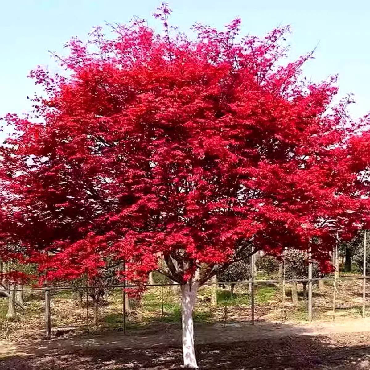日本红枫树苗四季红室外耐寒红舞姬苗盆景盆栽大树绿植庭院绿化植
