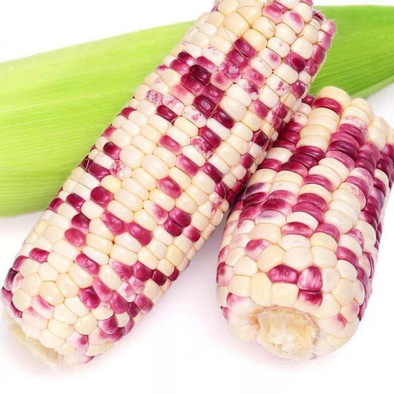 糯玉米玉米现摘花新鲜花田糯甜黏彩玉米棒带皮苞谷一箱2/3/5/10斤
