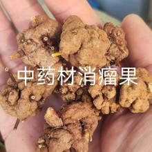 野生广西瑶族药材消瘤藤500克消留果参 消瘤子 金丝桃 香茯苓