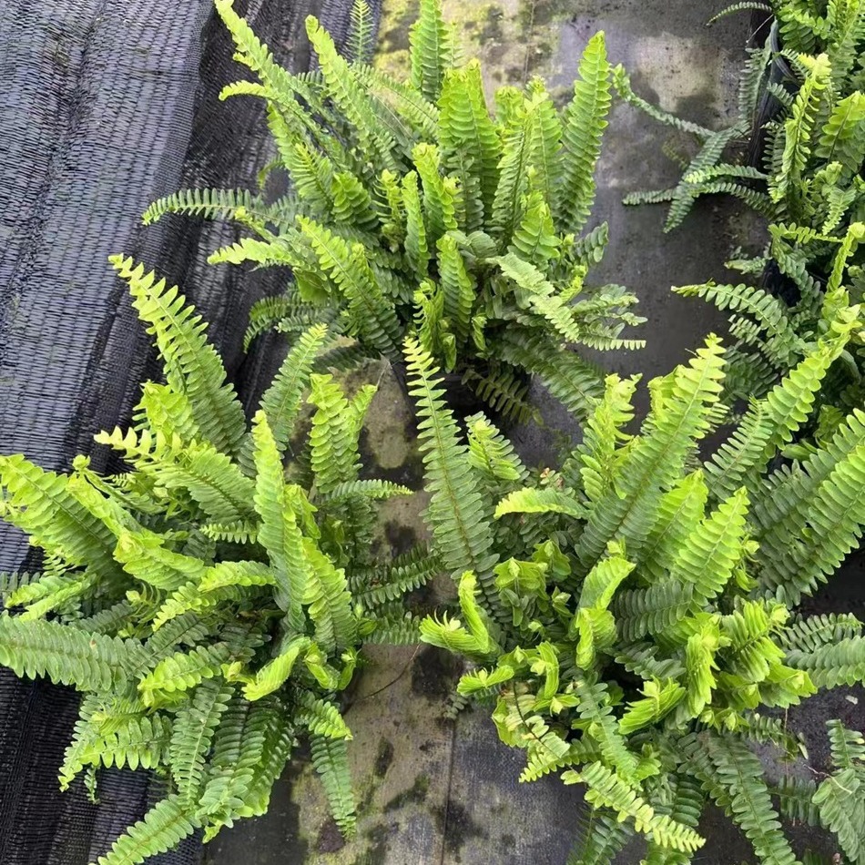 肾蕨2加仑 蜈蚣草 圆羊齿 花境组合地被植物 成都园林绿化工程