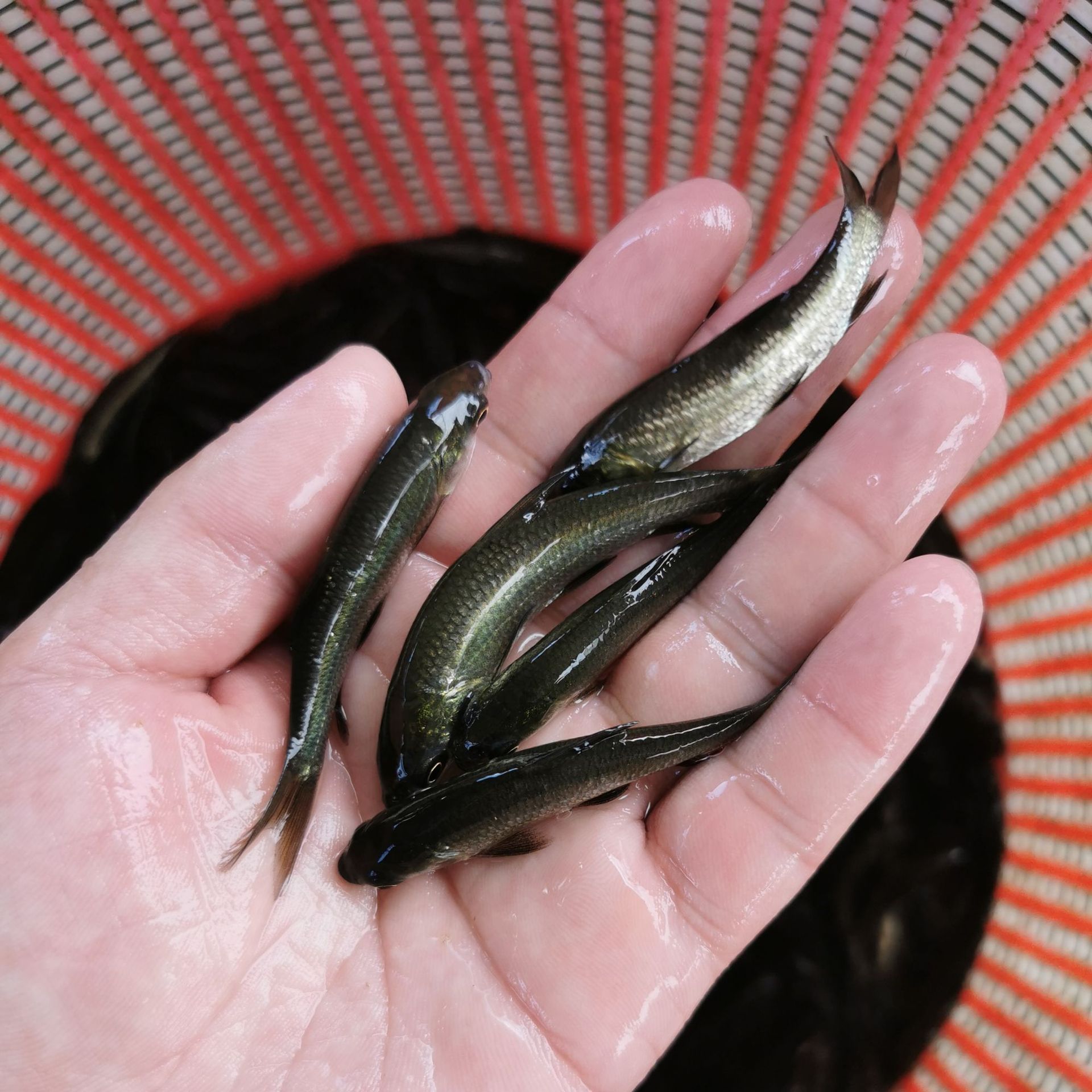 【优质鱼苗】青鱼苗批发 青鲩鱼苗 乌鲩 螺蛳鲩鱼苗 黑鲩四大家鱼