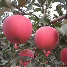 新品种苹果苗盆栽地栽当年结果南方北方田地种植红富士苹果树苗