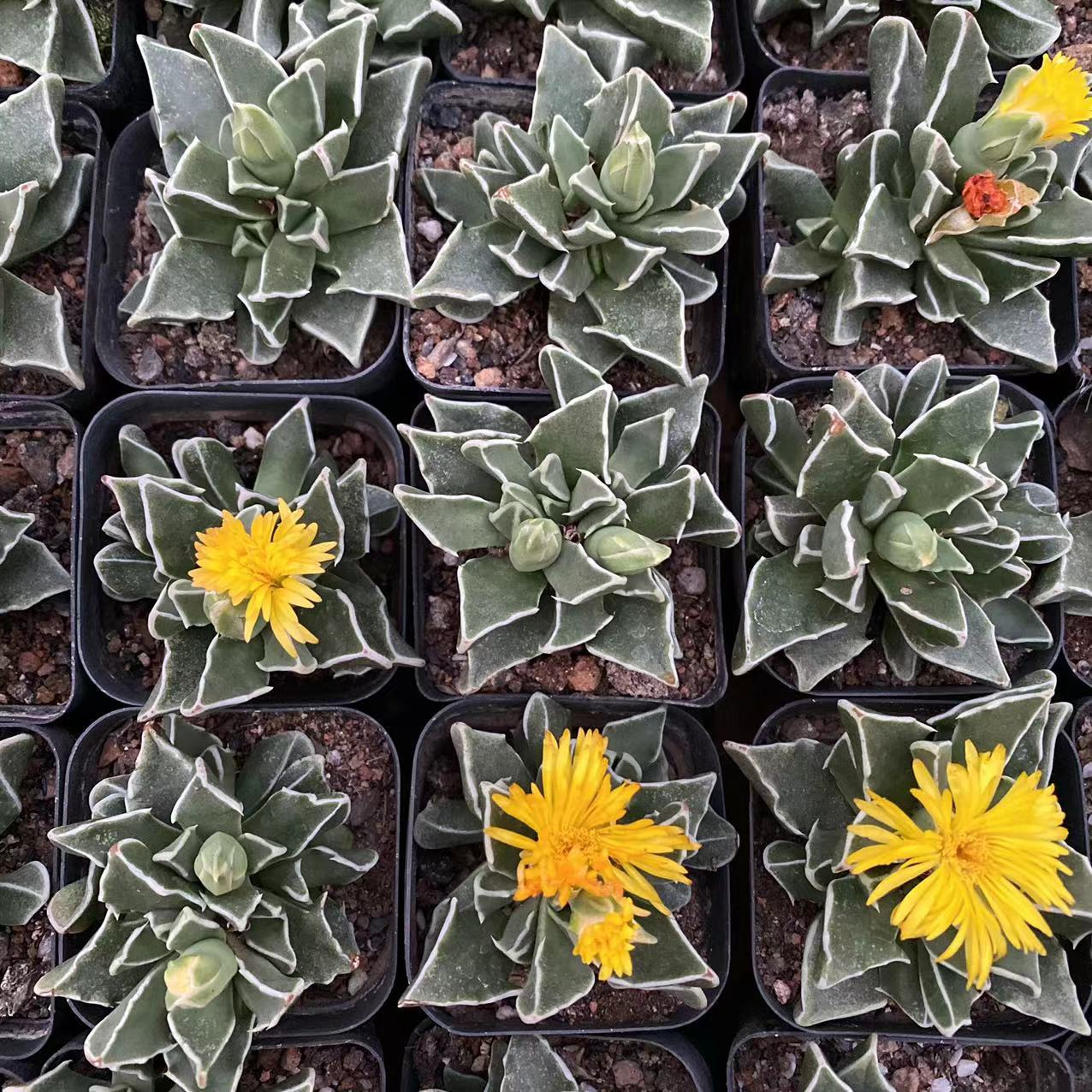 银边四海波46cm实拍23头金波多肉