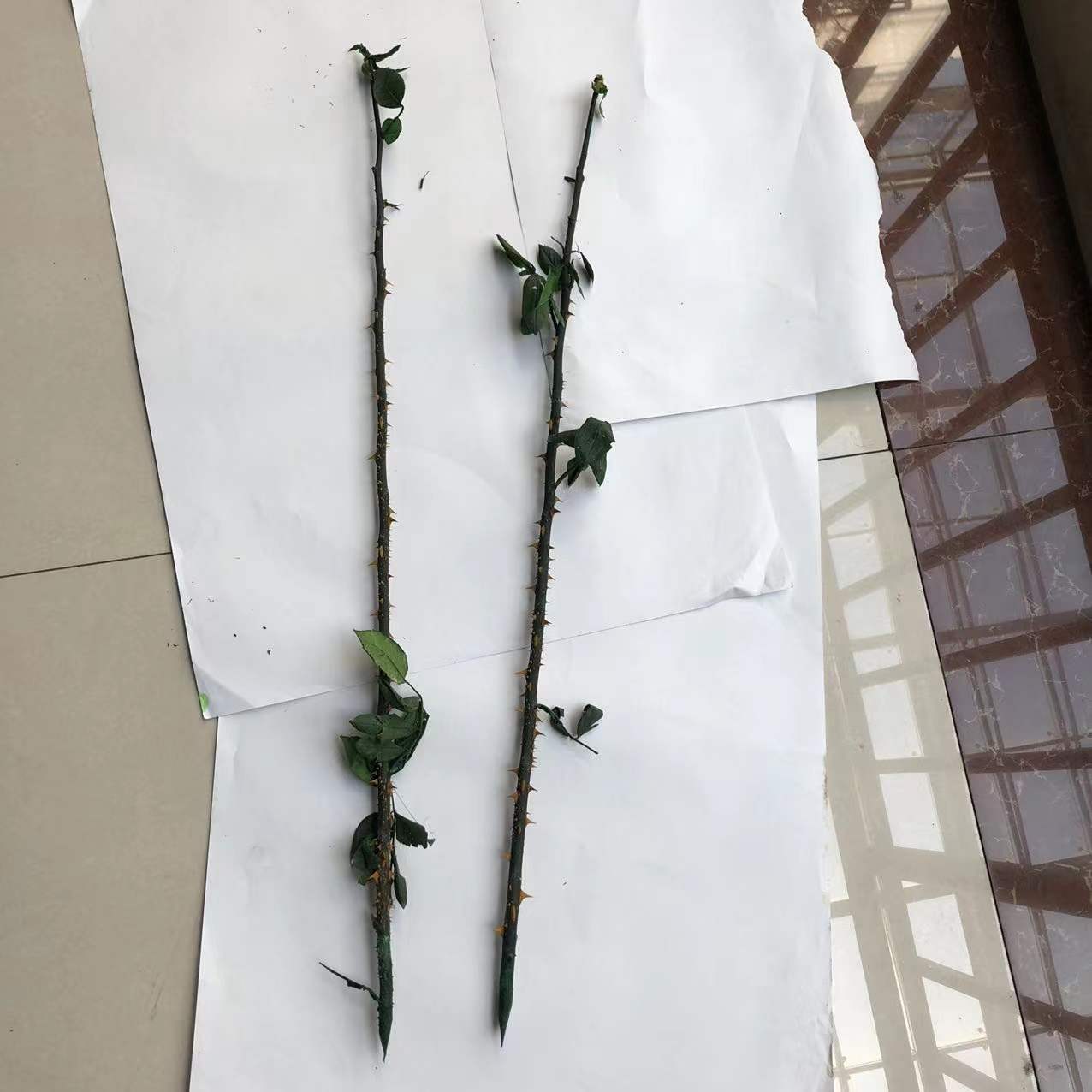 永生玫瑰枝条玫瑰杆玻璃罩小王子杆子玫瑰叶子单枝玫瑰杆