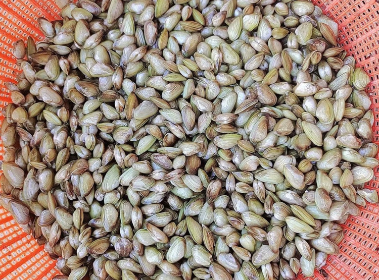 鲜活海鲜贝类新鲜青瓜子海瓜子海沙子小蛤蜊海捕海瓜子连云港特产