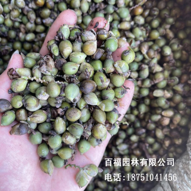 批发再力花种子 花卉种子水生植物湿地公园 水竹芋 水莲蕉