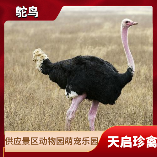 脱温非洲活体鸵鸟苗幼苗 农村养殖鸵鸟技术 非洲鸵鸟苗多少钱一对