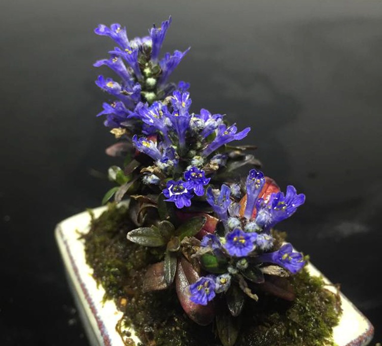 姬十二单 花叶筋骨草地被植物 多年生宿根 露天花园庭院别墅地栽