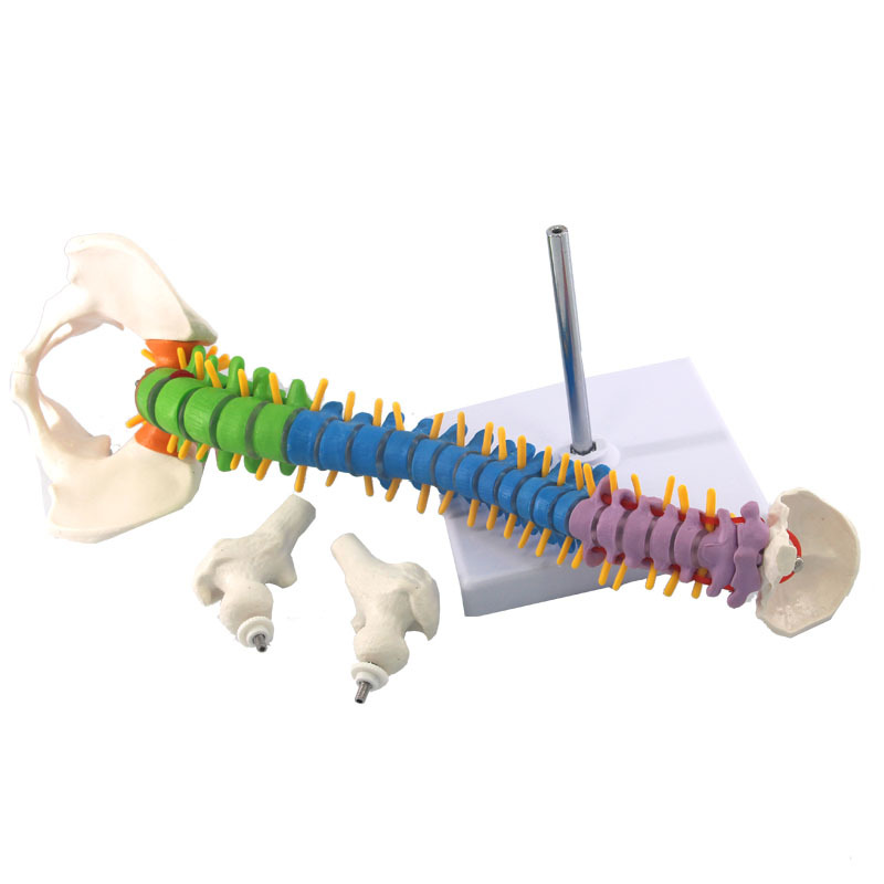 ld45cm color human spine model spine with pelvis + femoral human spine model vertical spine