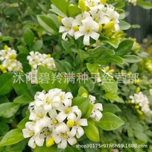 九里香种子