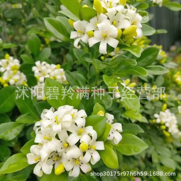 批发九里香种籽子芸香过山香花圃盆栽花香浓郁盆景香草植物种子