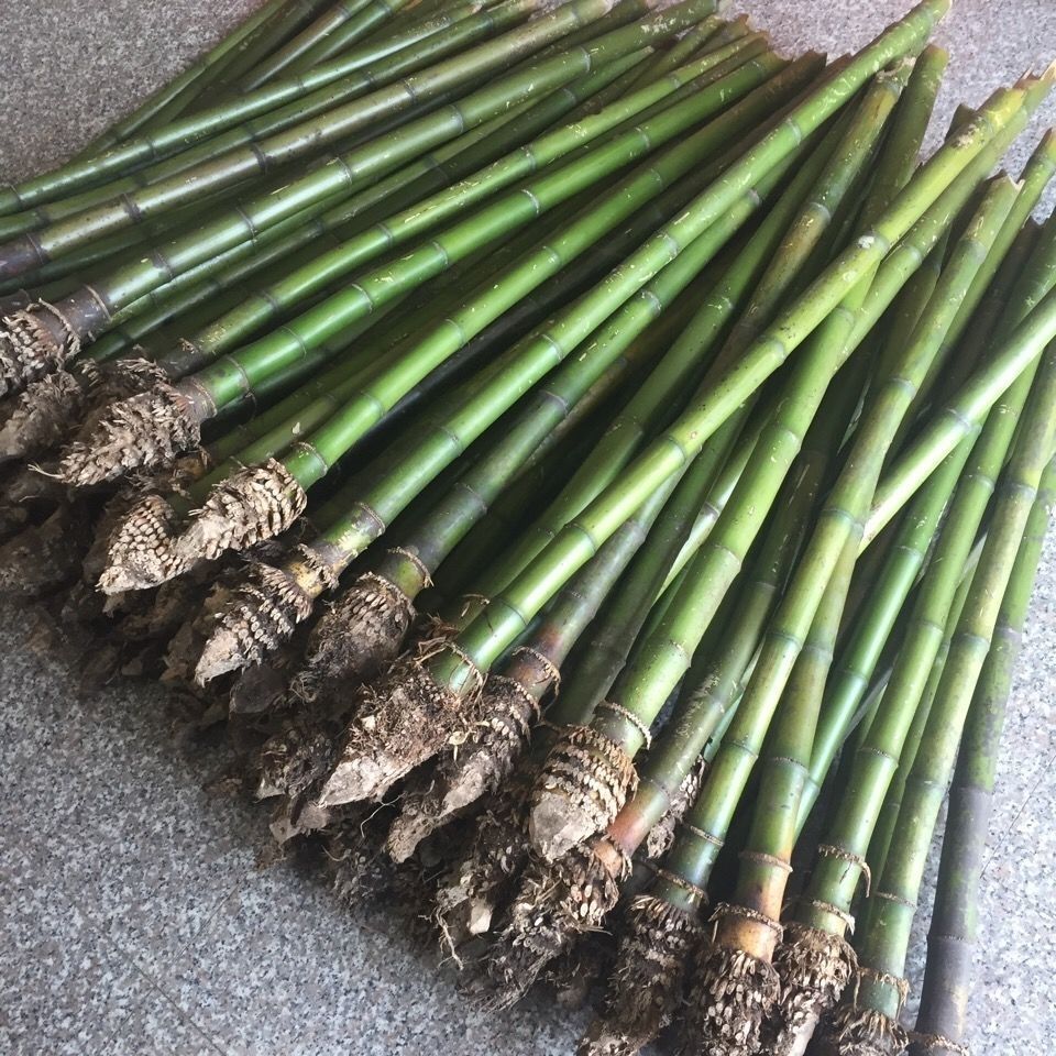 南箫料尺八料桂竹大头竹根制作洞箫南萧尺八乐器天然竹子原材料