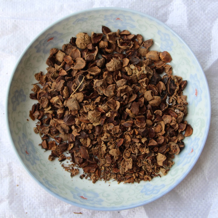 新采池杉种子 厂家直销 池杉种子 水杉种子 品种 绿化苗木