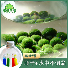 marimo马里莫宠物海藻球微景观生态瓶办公室水培植物绿球藻营养液