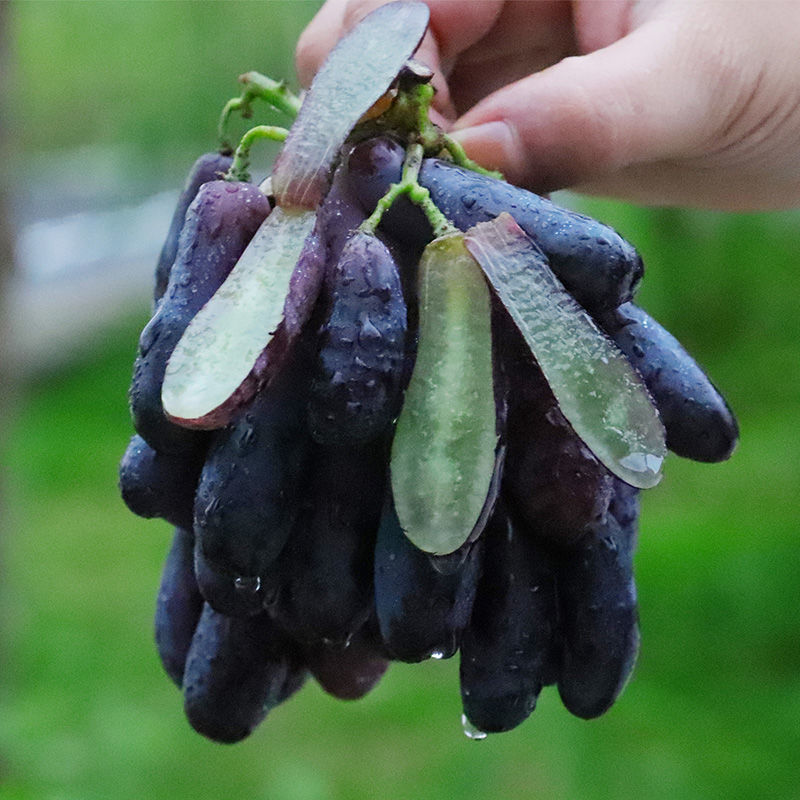 【顺丰】美人指黑提5斤手指无籽葡萄当季水果孕妇进口蓝宝石提子