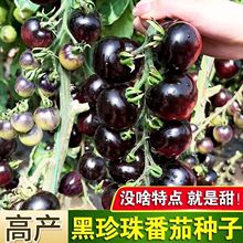 黑珍珠番茄种子黑番茄种子黑番茄特色樱桃西红柿种籽盆栽蔬菜籽