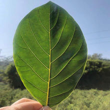 喂虫叶子现摘新鲜菠萝蜜树叶子树菠萝叶片过节喜庆包糍粑艾饼垫叶