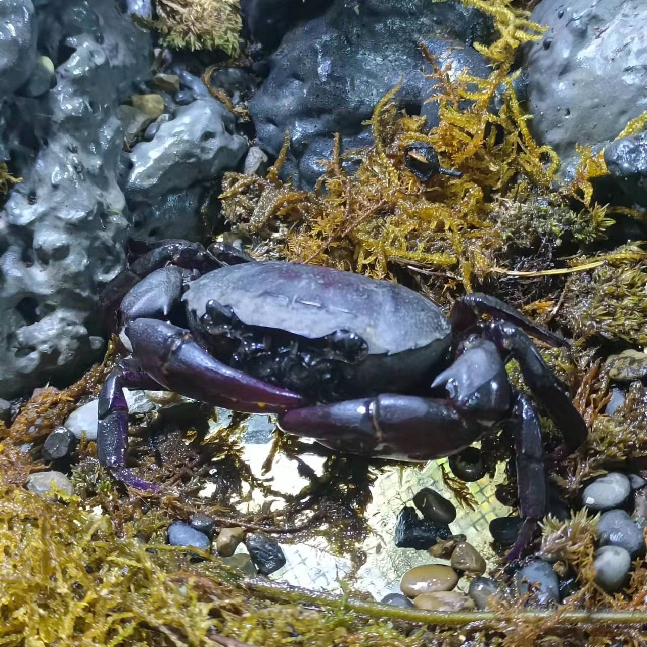 紫罗兰蟹深淡水宠物观赏蟹陆地蟹清洁蟹南海溪蟹越南勾手蟹办公室