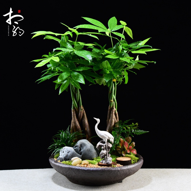 发财树盆栽植物客厅室内桌面办公桌小盆景招财绿植四季常青好养活