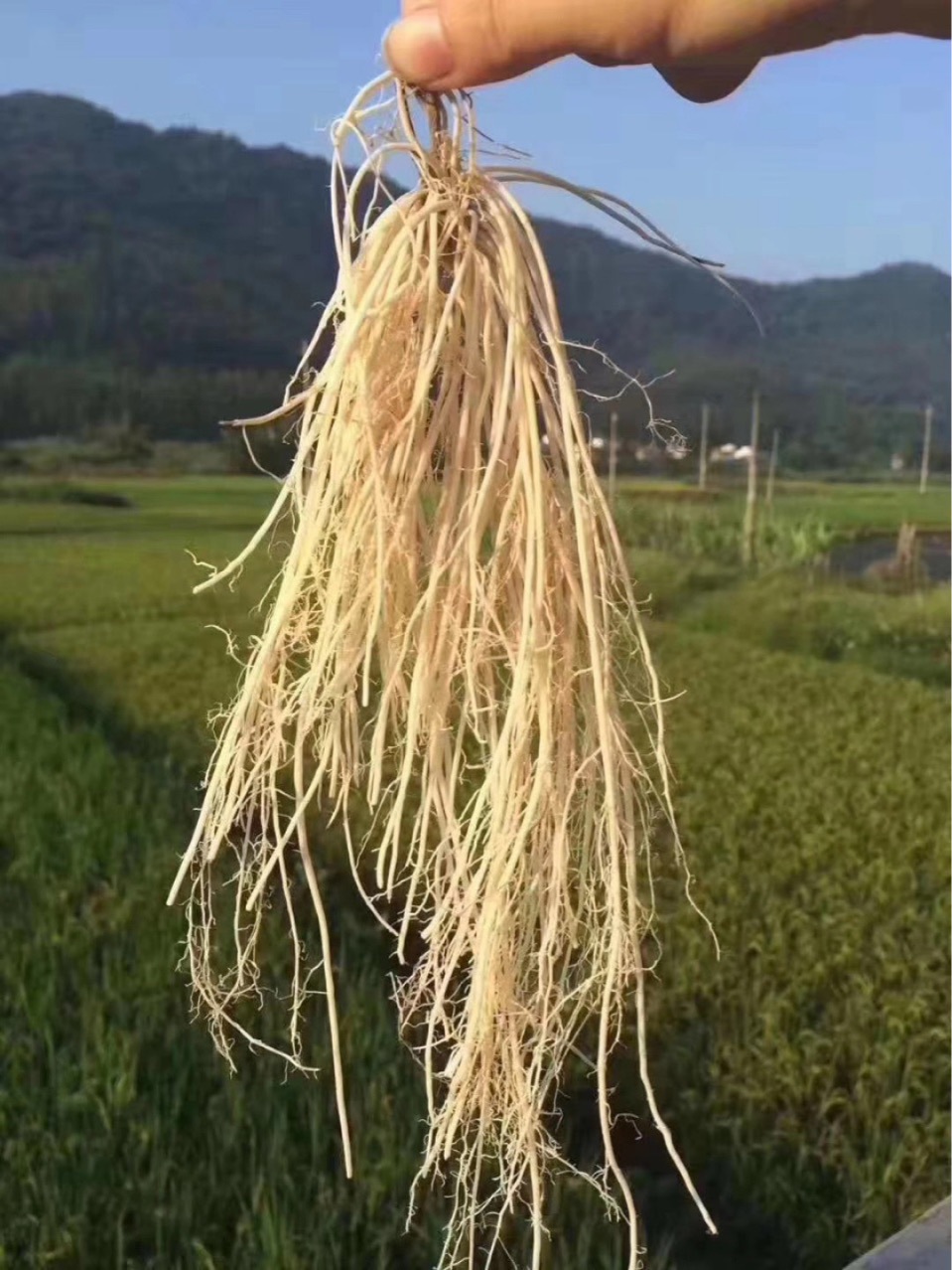 粤北特产草丝线根草龙须酒店食材草广东汤料1把10扎