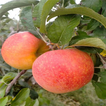 基地供应5公分苹果树  5公分苹果树多少钱一棵 占地苹果树价格