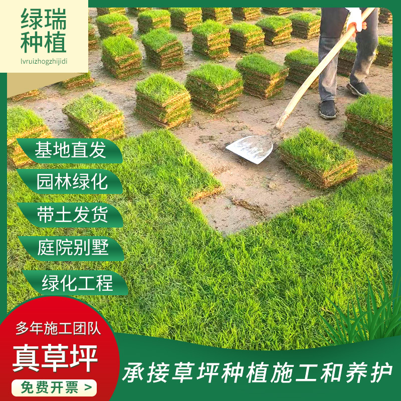 基地批发四季青草坪小区园林公园工程绿化草坪草皮泥培百慕大草坪