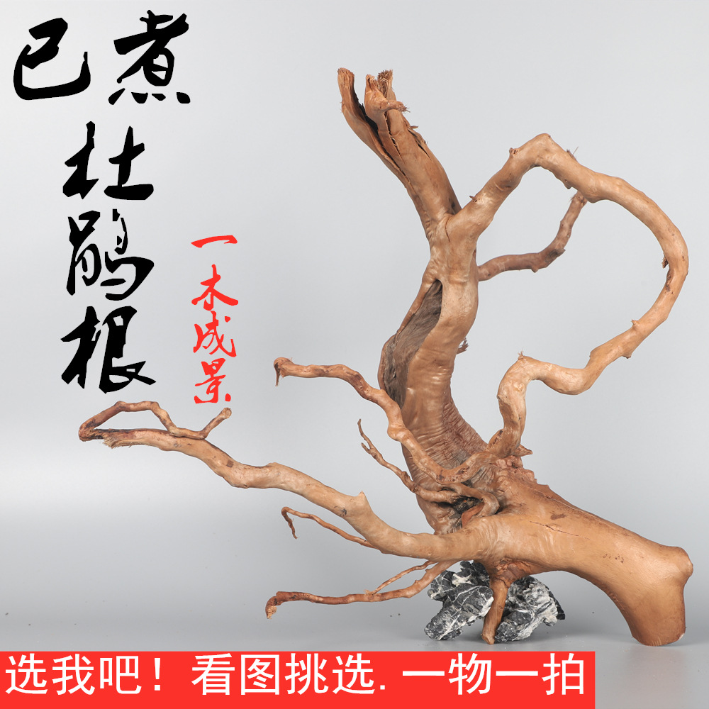 杜鹃根沉木已煮天然装饰莫斯树爬虫箱鱼缸水族水草缸造景素材摆件