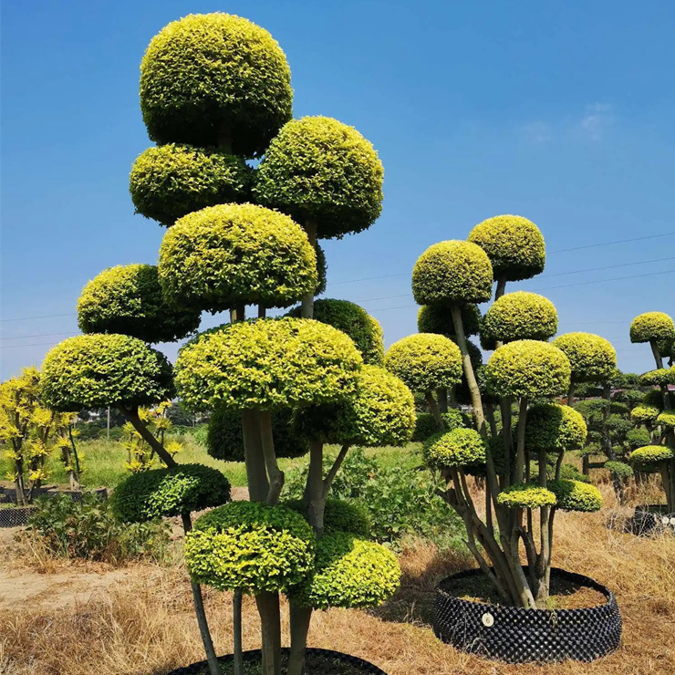 小叶亮晶金姬女贞 造型庭院风景树 精品高杆多杆市政园林工程苗木
