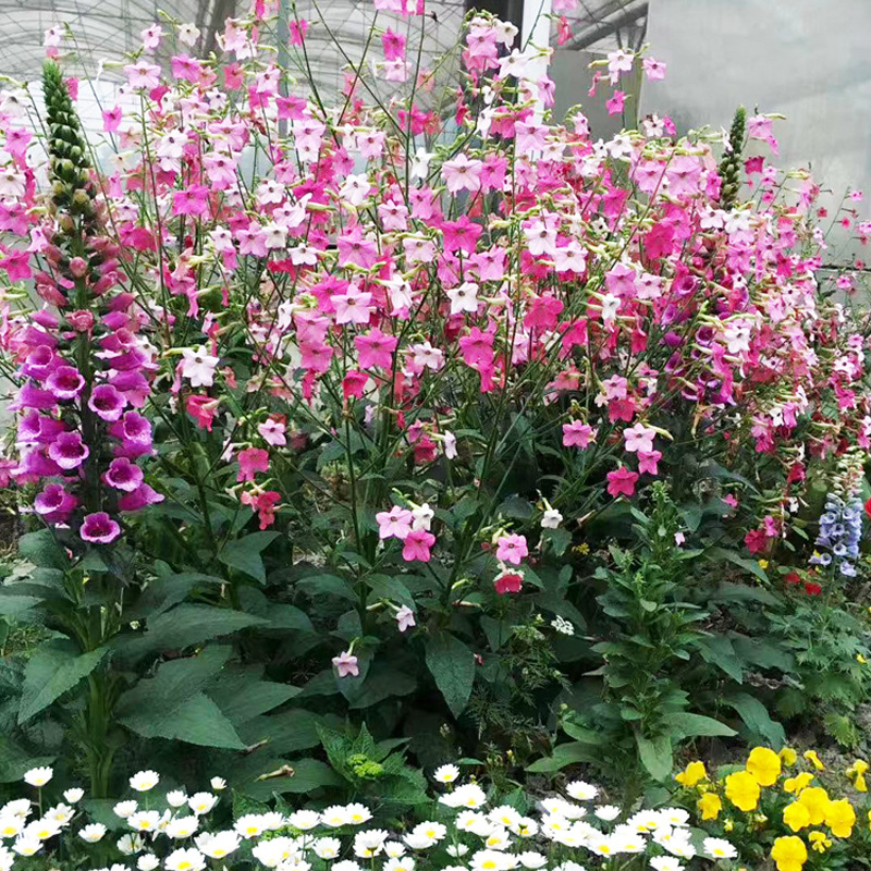 花烟草私语香水系列盆栽苗多年生宿根花园花境植物草花量大花期长