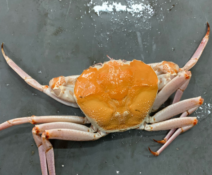 活冻黄金雪蟹鲜活冷冻澳洲黄金鳕蟹皮匠蟹皇后蟹生猛海鲜水产批发