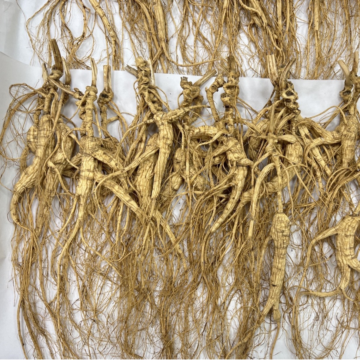 精选林下参长白山野山参原芦卡腕高年份林下籽十五