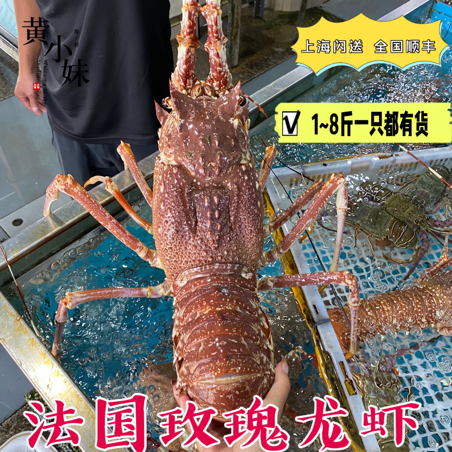鲜活法国玫瑰龙虾特大野生海捕红龙虾活体莫桑比克龙虾500g-阿里巴巴